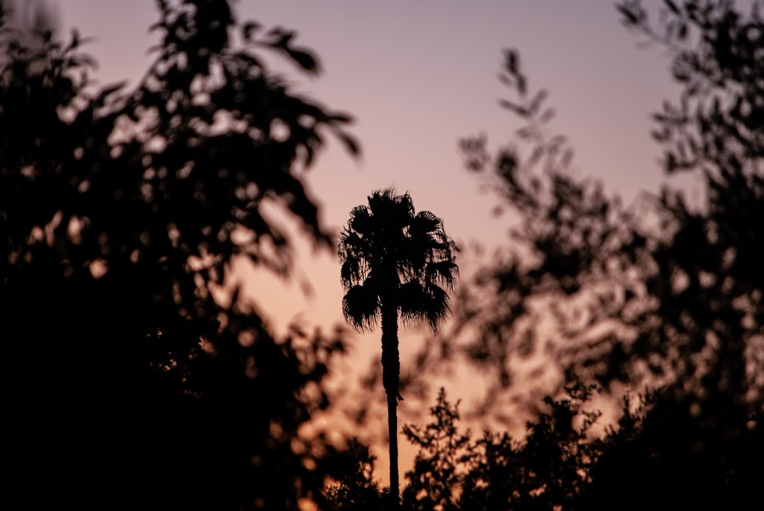 sunset gradient aesthetic - warm orange pink and purple sky